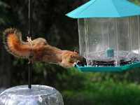 squirrel at feeder1192